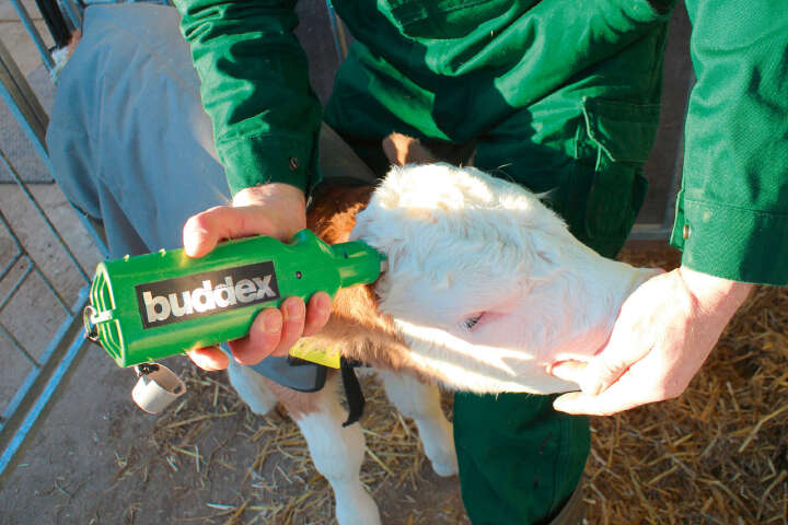 Buddex Akku-Enthorner